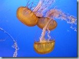 The Aquarium