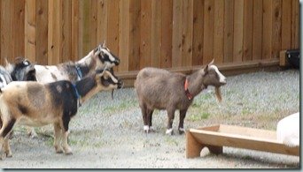Our trip to the zoo in Vancouver