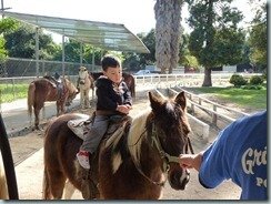 Pony & train ride