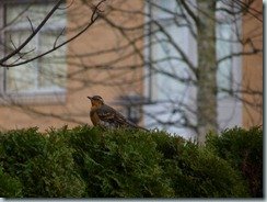 A visit from a little bird