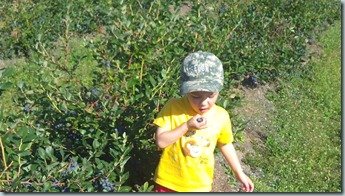 Blueberries, blueberries….everywhere!