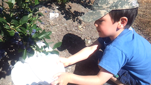 Ryan picking blueberries