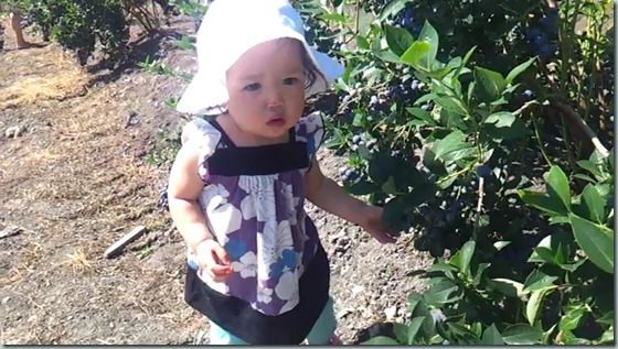 Madeline wants to help pick blueberries